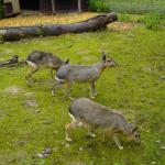 Kurs 12 Bi im Landauer Zoo 22.5.13