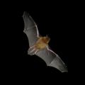 Pipistrellus in flight, Foto: Barracuda1983, Lizenz: CC-BY-SA-3.0 (http://creativecommons.org/licenses/by-sa/3.0/)