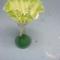 BASF Workshop 6/19